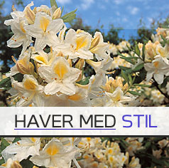 Havearkitekt, haver, haveplan, haveskitser 